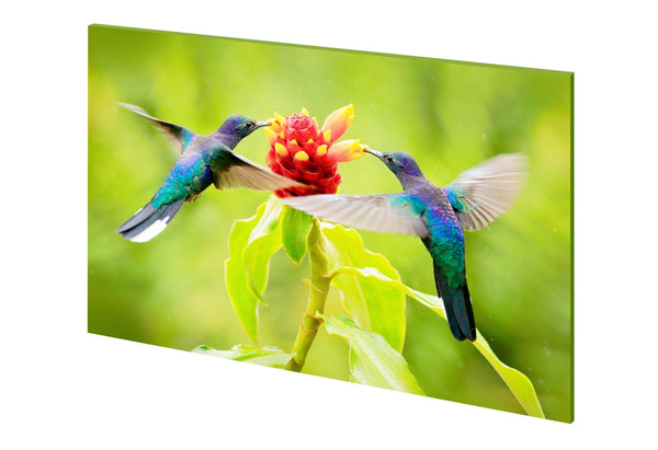 panou decorativ sticla bucatarie pasari colibri