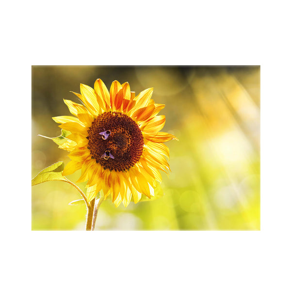 Sticla imprimata Floarea Soarelui 2